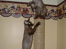 Hershey & Squirt