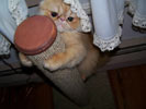 Gilly