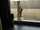 Missy (on post) Sylvester (watching)