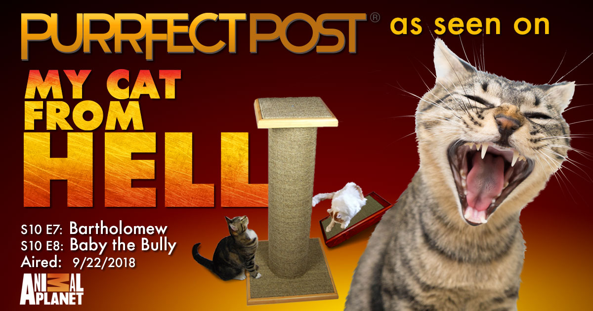 My cat from hell my cat sales is a bully