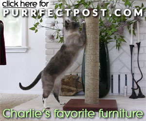 Click here for Charlie's favorite posts! Charlie's Favorite Furniture is the PurrfectPost!