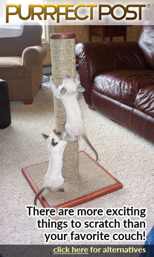 There are more exciting things to scratch than your leather furniture.