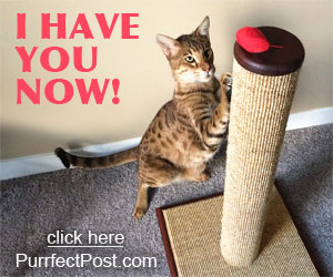 Click here for some great kitty toys. Cats playing with toys and scratching posts is great for their body and mind.