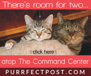 Playing with your cat can be fun with a purrfect post..