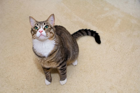 Cats need a variety of scratching choices. Carpet scratching indicates the need for horizontal or angle scratchers.