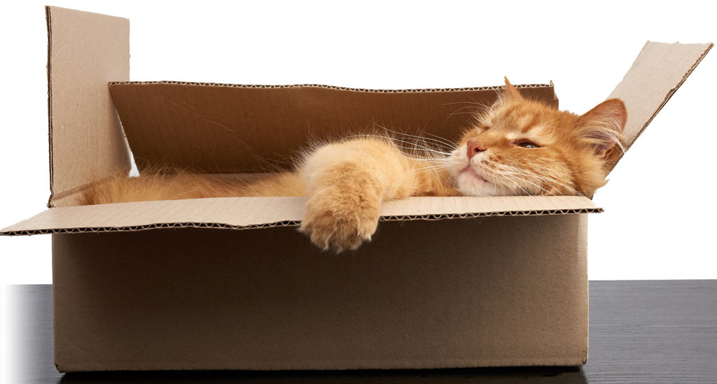 Cats think 'inside the box' for their Zen moments Cat in a cardboard box