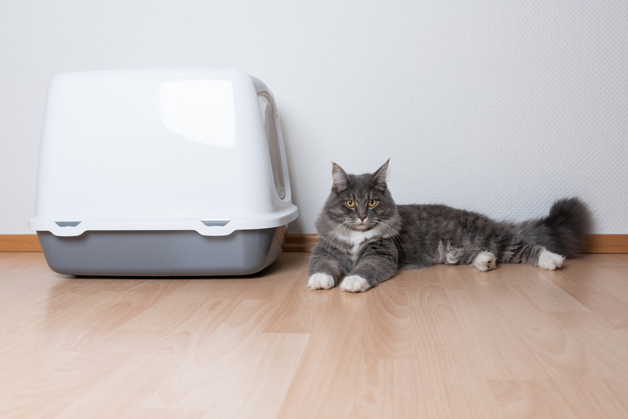 Cats inappropriately urinating are communicating. Learn the causes and treatments of inappropriate urination in cats.