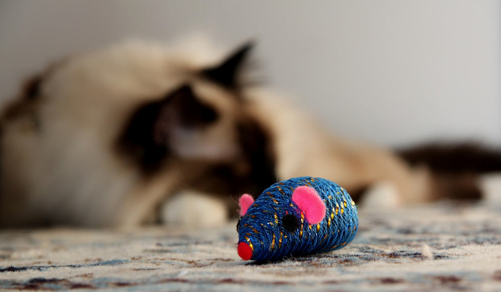 Revive your old cat toys