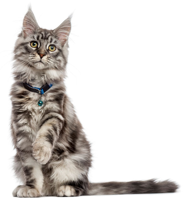 Should Cats Wear Bells On Their Collars PurrfectPost do-cats-like-collars-or-hate-it