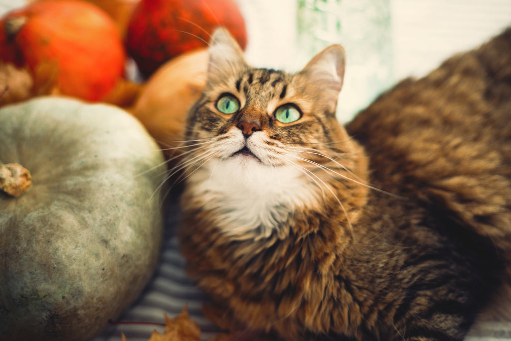 Use these tips to have a great Thanksgiving with your cat and your visitors.