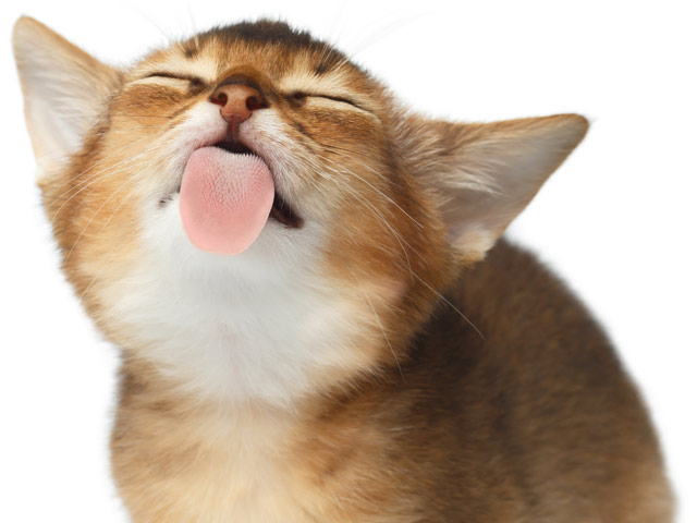 Image result for cat sticking tongue out