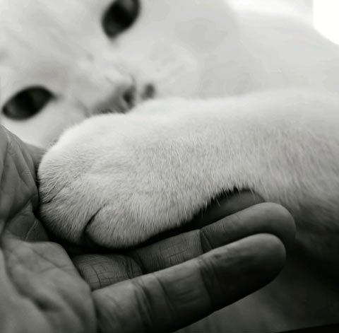 Declawing cats can harm the relationship with their human. Cats and humans can live harmoniously without declawing.