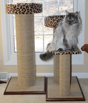 Cats like to be high and survey their territory. Cat condos are great for lounging and perching.