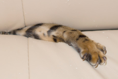 train your cat to stop scratching your couch in 7 days or less