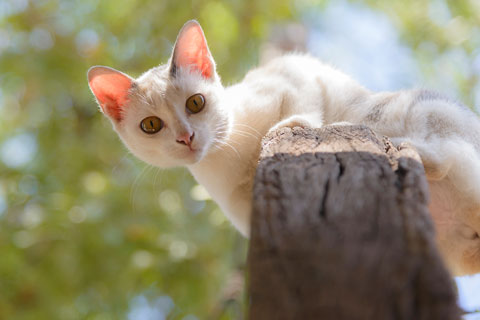 It's in a cat's nature is to scratch a variety of surfaces like tree trunks, limbs, and even the ground. Cats need various scratching surfaces.