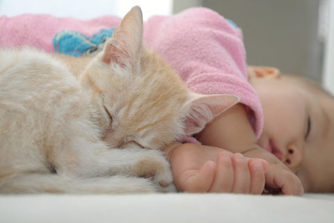You don’t have to get rid of your cat when you have a baby. You can have babies and cats in your home together safely.