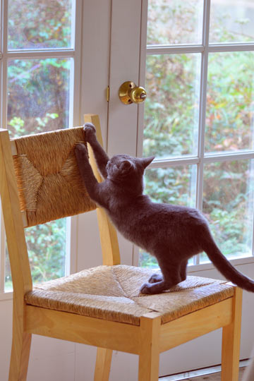 Cats may scratch if there is no post available. Cats need scratching posts in every area of the home.