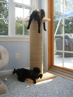 how to make a scratching post scratchers in prominent areas are used the best multiple cat households have special scratching post needs how to make a scratching post scratchers in prominent areas are used the best multiple cat households have special scratching post needs