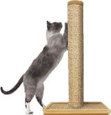 Charlie kitty is loving how sturdy the Purrfect Post is.