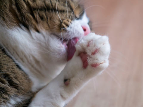 Where Can I Have My Cat Declawed Where Can I Have My Cat Declawed