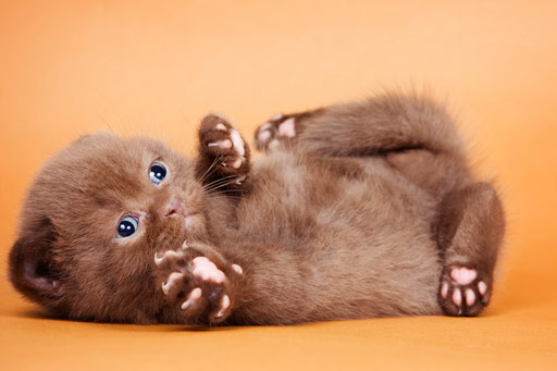 Declawing kittens is cruel and unnecessary. There are alternatives to declawing kittens that really work.