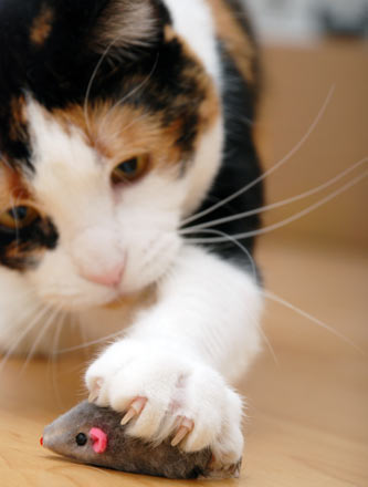Honeysuckle can act like catnip and some cats. How does honeysuckle affect cats?