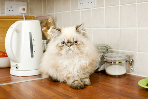 Give your cat alternatives to being on the counter. Use cat trees to keep cats off counters.