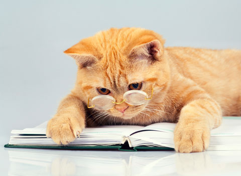 Cats love to read with their humans. What notes would a cat write if she could?