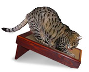 Mickey the Monster couldn't even sumo this thing over. It's rock solid, and cats love that. Mickey the Monster couldn't even sumo this thing over. It's rock solid, and cats love that.