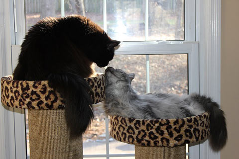 Providing enough resources decreases inappropriate cat behavior. Multiple cats need multiple scratchers.