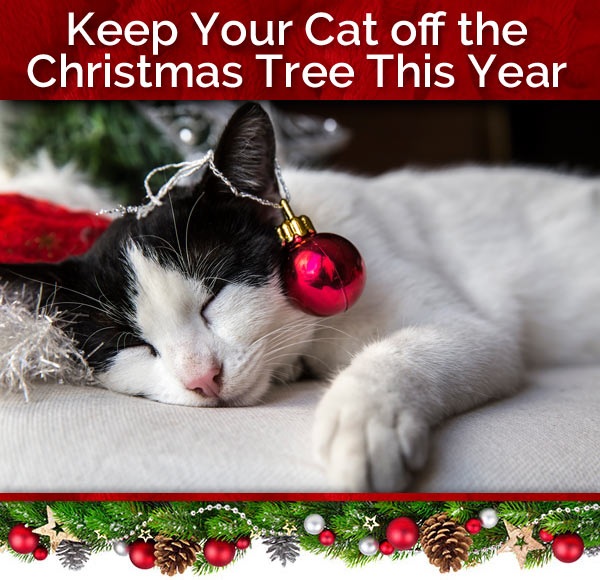 Purrfect Post Keep Your Cat off the Christmas Tree This Year