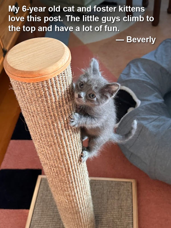 My 6-year old cat and foster kittens love this post. The little guys climb to the top and have a lot of fun. &mdash;&nbsp;Beverly