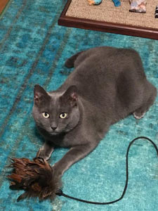pouncer