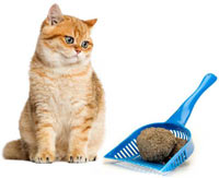 Keep the litter box clean, so your cat has a positive experience every time.
