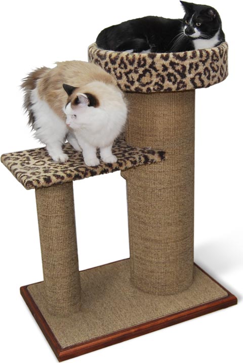 Rickey and Lily love to look out the window from the Purrfect View Rickey and Lily love to look out the window from the Purrfect View