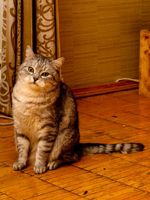 Stress results in an increase in scratching in many cats. Cats may scratch belongings because of stress.