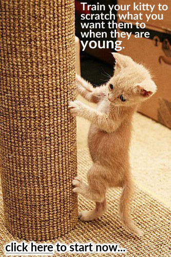 There are advantages to training cats habits at a young age