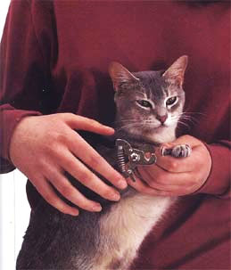 Trim your cat's claws